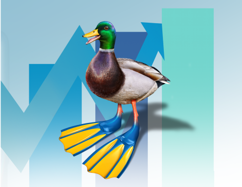 Duck for Website